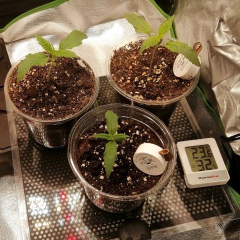 Walburga #3 growlog timeline photo