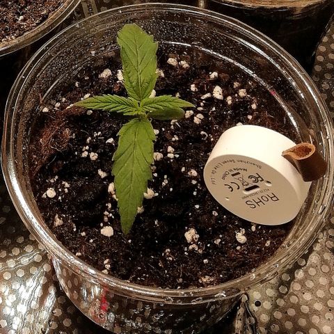 Walburga #3 growlog timeline photo