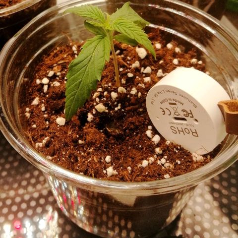 Walburga #3 growlog timeline photo