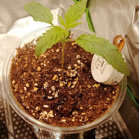 Walburga #2 growlog timeline photo