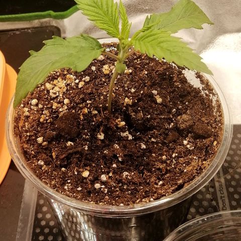Walburga #1 growlog timeline photo
