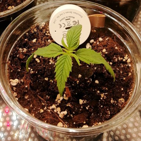 Walburga #3 growlog timeline photo