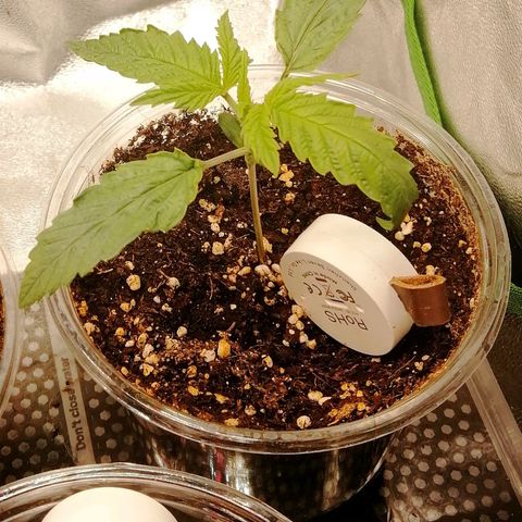 Walburga #2 growlog timeline photo