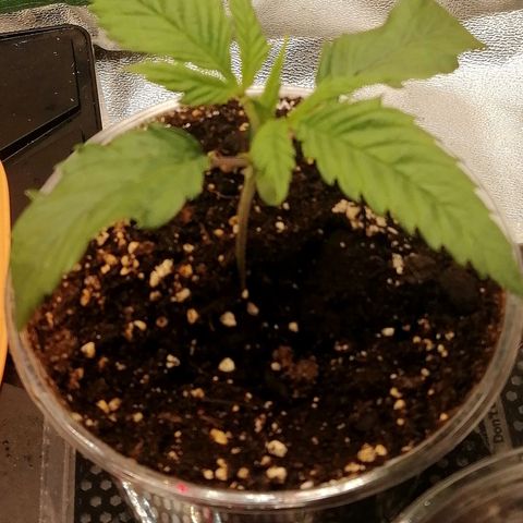 Walburga #1 growlog timeline photo