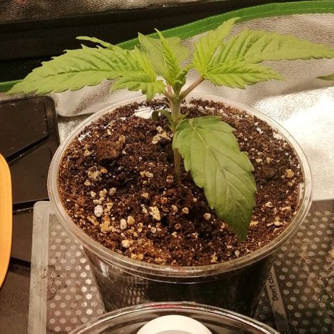 Walburga #1 growlog timeline photo