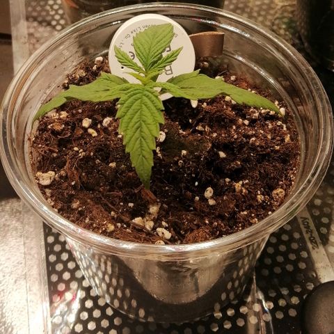 Walburga #3 growlog timeline photo