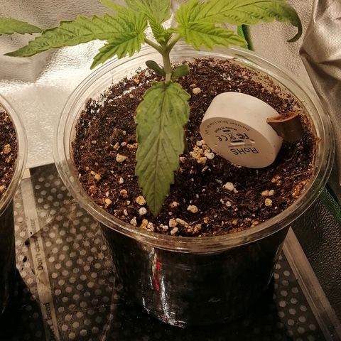 Walburga #2 growlog timeline photo
