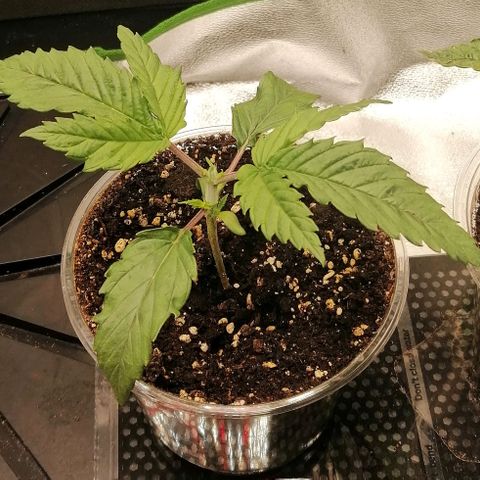 Walburga #1 growlog timeline photo