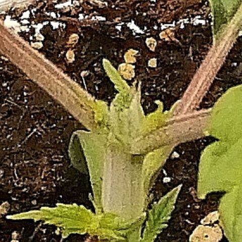 Walburga #1 growlog timeline photo