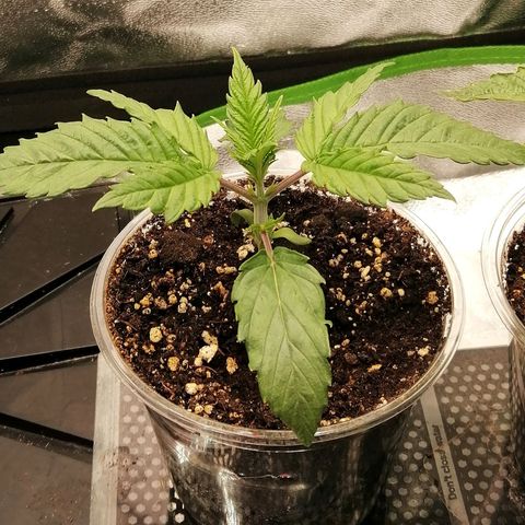 Walburga #1 growlog timeline photo