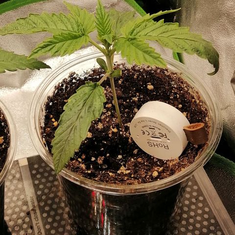 Walburga #2 growlog timeline photo