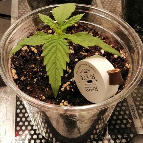 Walburga #3 growlog timeline photo