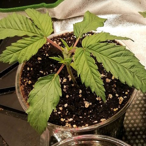 Walburga #1 growlog timeline photo