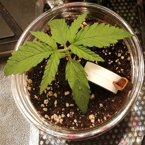 Walburga #3 growlog timeline photo