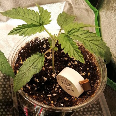 Walburga #2 growlog timeline photo