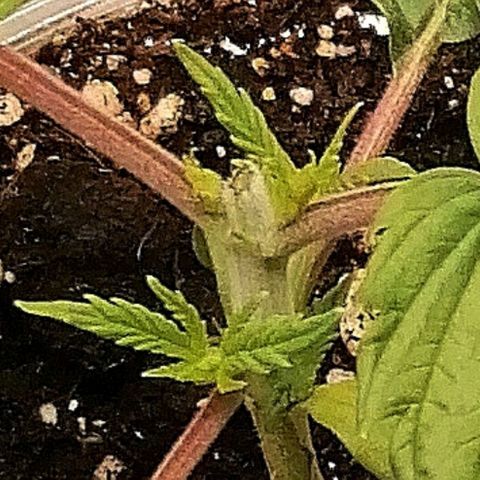 Walburga #1 growlog timeline photo