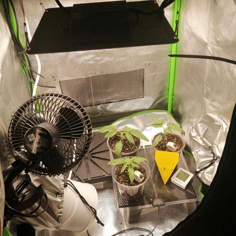 Walburga #3 growlog timeline photo
