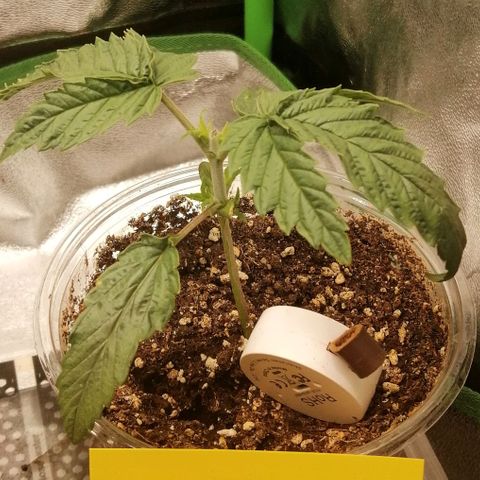 Walburga #2 growlog timeline photo