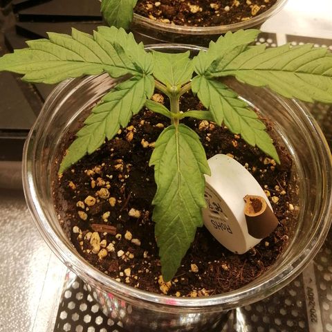 Walburga #3 growlog timeline photo
