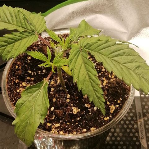 Walburga #1 growlog timeline photo