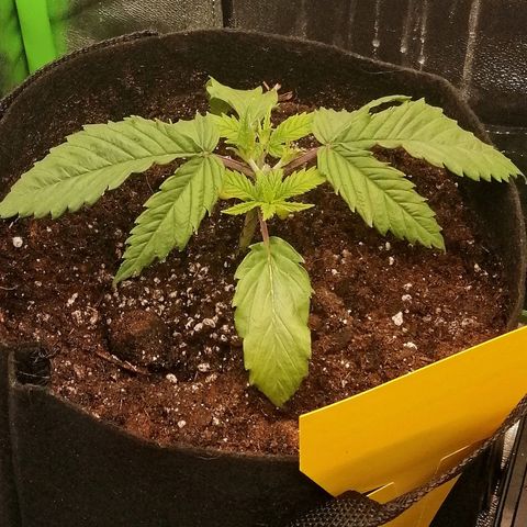 Walburga #1 growlog timeline photo