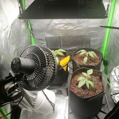 Walburga #3 growlog timeline photo