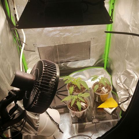 Walburga #3 growlog timeline photo