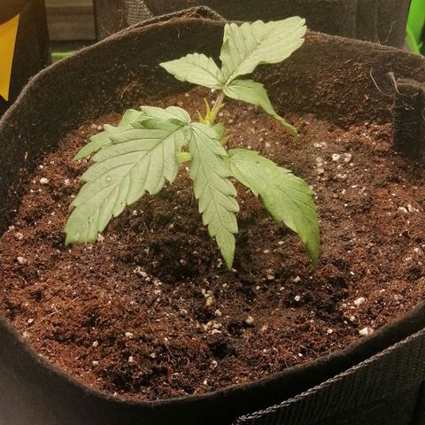 Walburga #3 growlog timeline photo