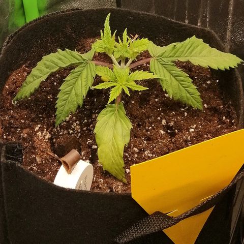 Walburga #1 growlog timeline photo