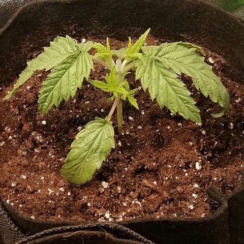 Walburga #2 growlog timeline photo