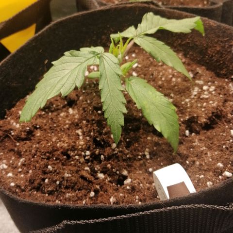 Walburga #3 growlog timeline photo
