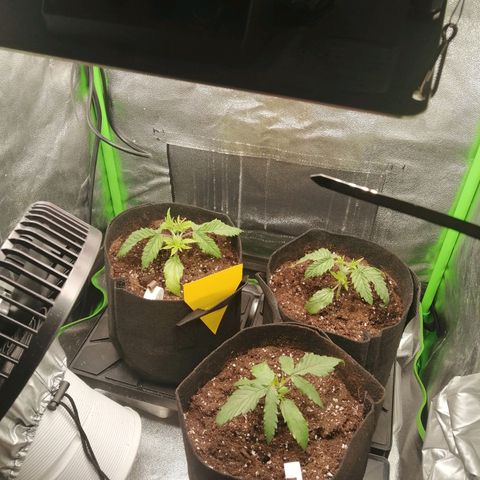 Walburga #3 growlog timeline photo