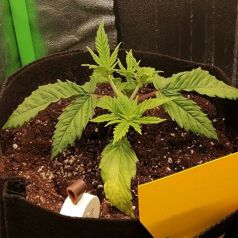 Walburga #1 growlog timeline photo