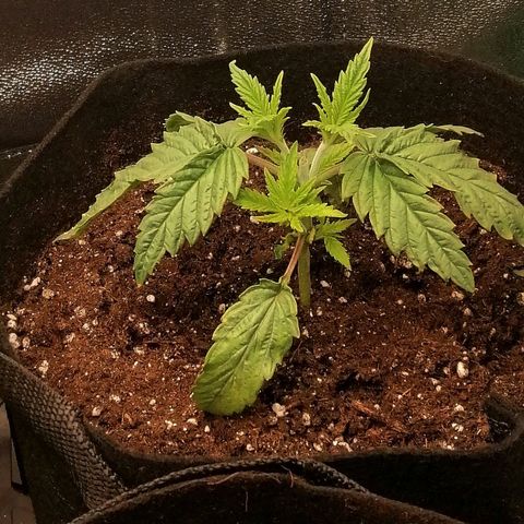 Walburga #2 growlog timeline photo