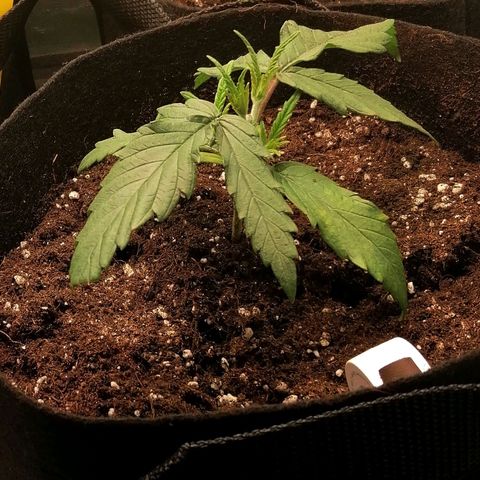 Walburga #3 growlog timeline photo