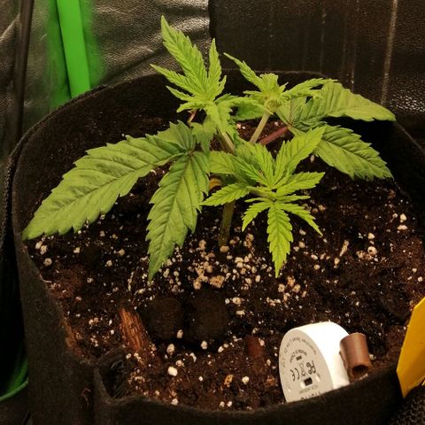 Walburga #1 growlog timeline photo
