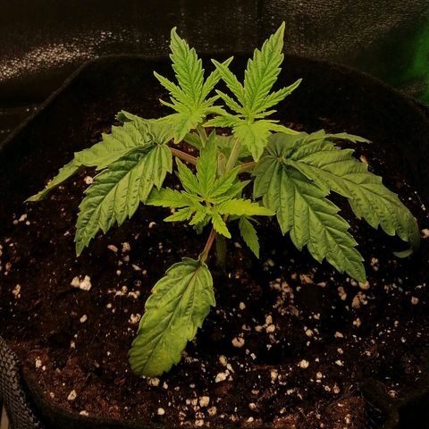 Walburga #2 growlog timeline photo