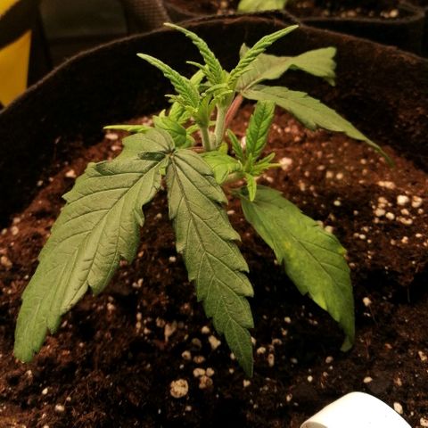Walburga #3 growlog timeline photo
