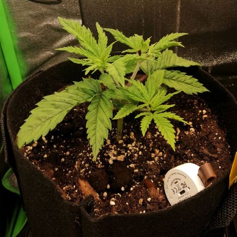 Walburga #1 growlog timeline photo