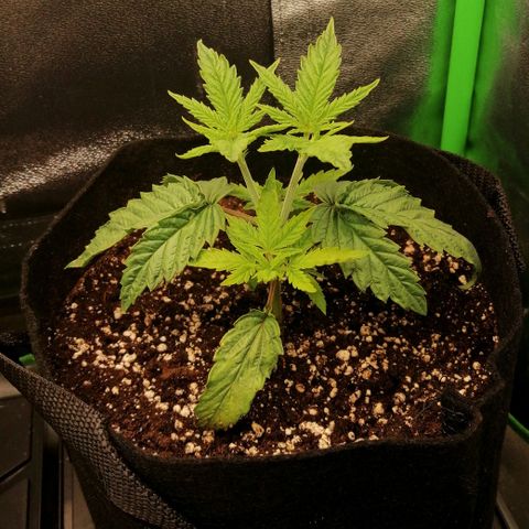 Walburga #2 growlog timeline photo