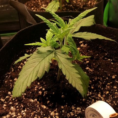 Walburga #3 growlog timeline photo