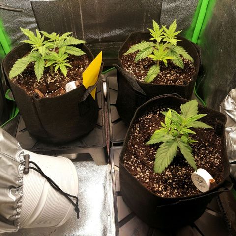 Walburga #3 growlog timeline photo