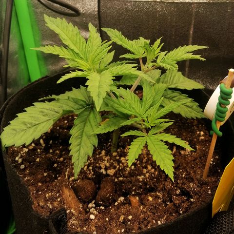 Walburga #1 growlog timeline photo