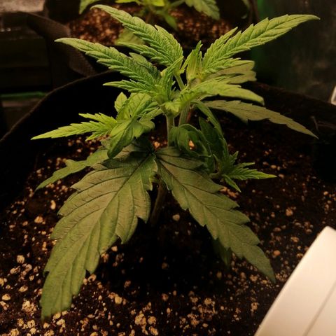 Walburga #3 growlog timeline photo