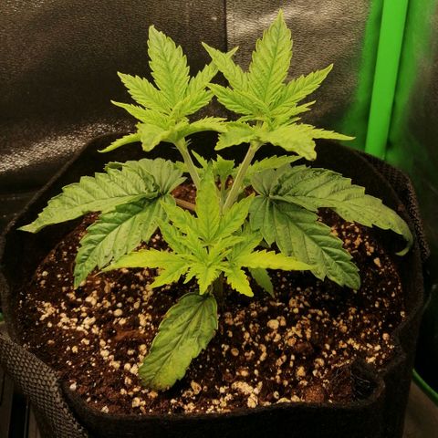 Walburga #2 growlog timeline photo