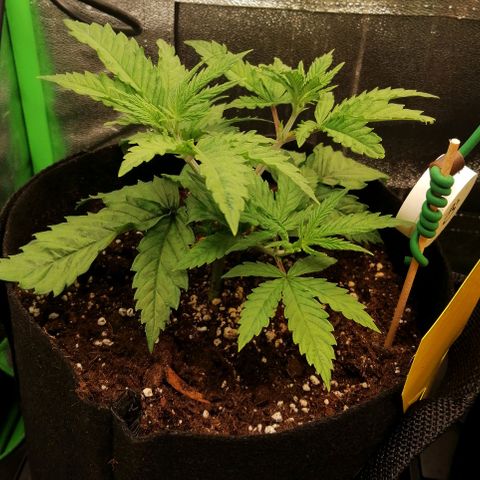 Walburga #1 growlog timeline photo