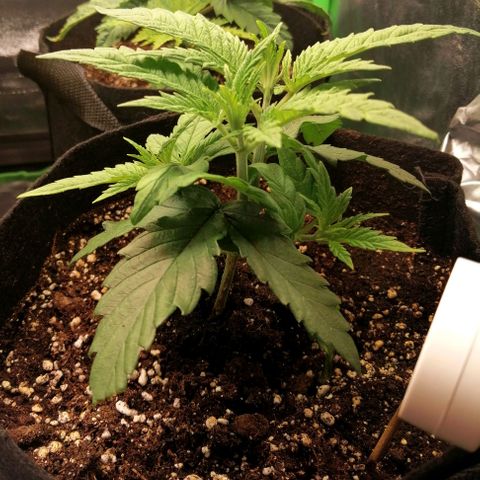 Walburga #3 growlog timeline photo