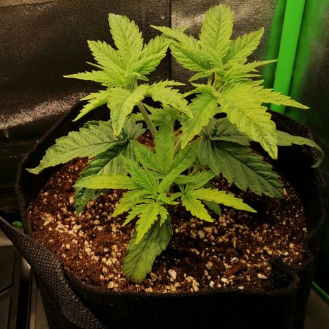 Walburga #2 growlog timeline photo