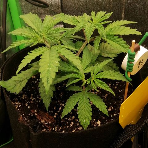 Walburga #1 growlog timeline photo