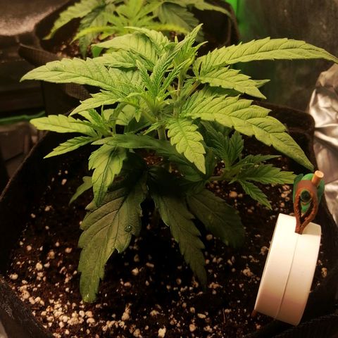 Walburga #3 growlog timeline photo